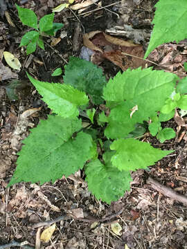 Image of white wood aster