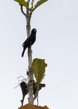 Image of Large-billed Seed Finch