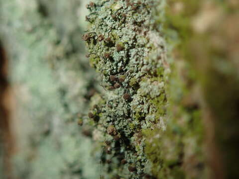 Image of needle lichen