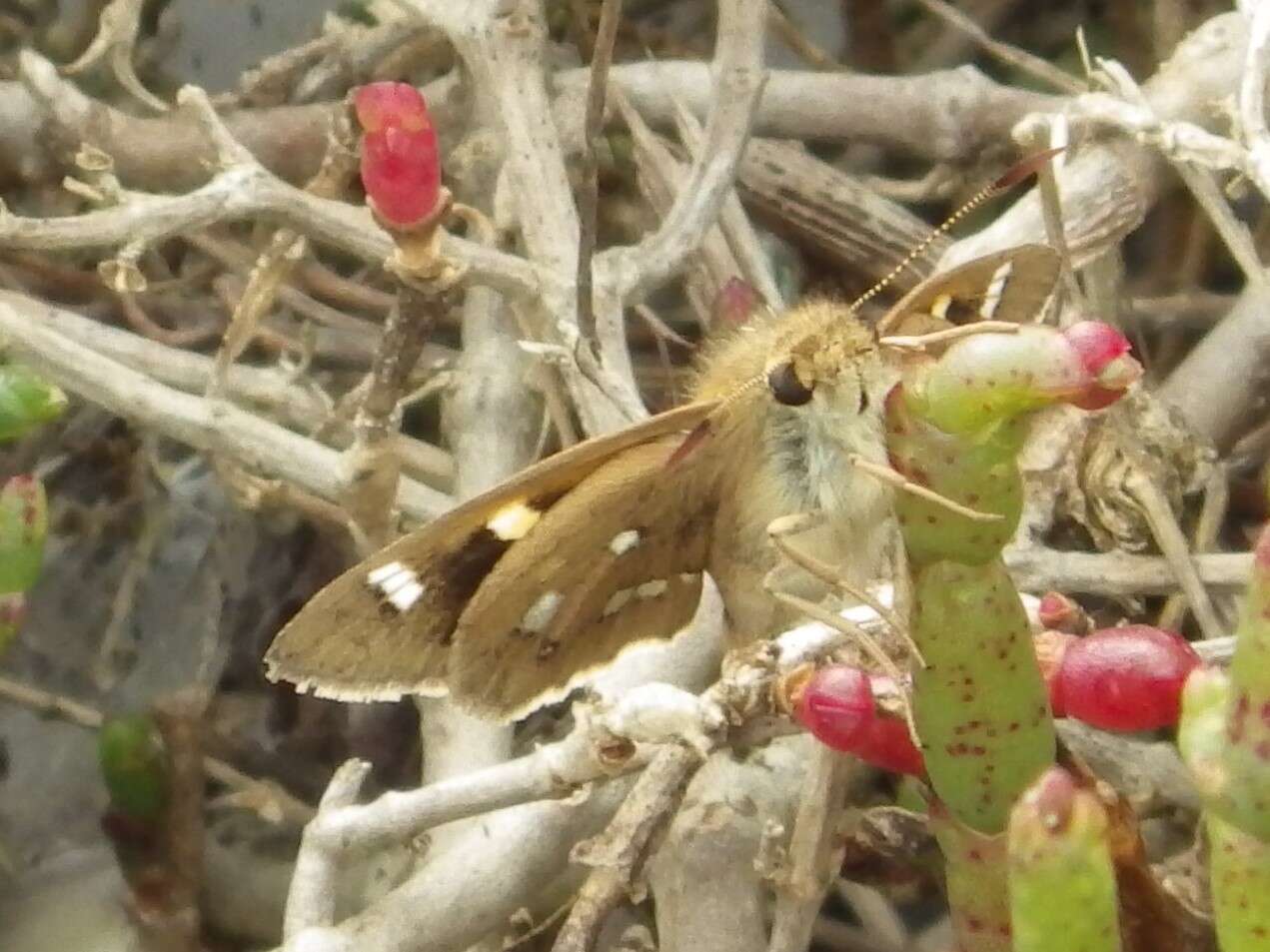 Hesperilla chrysotricha Meyrick & Lower 1902 resmi