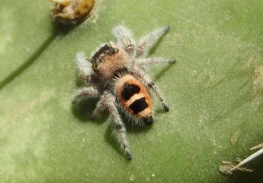 Image of Phidippus pacosauritus