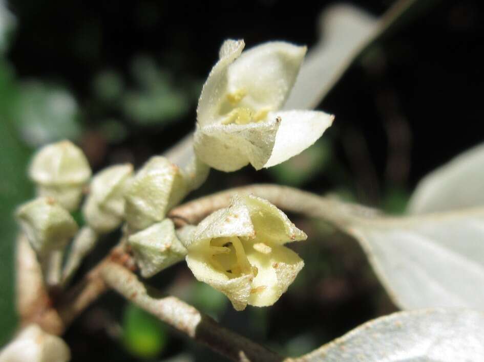 Image of Elaeagnus macrophylla Thunb.