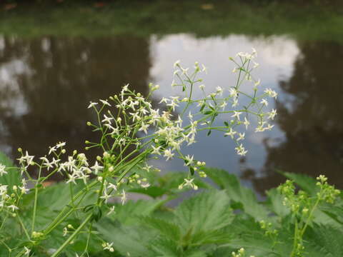 Image of White bedstraw