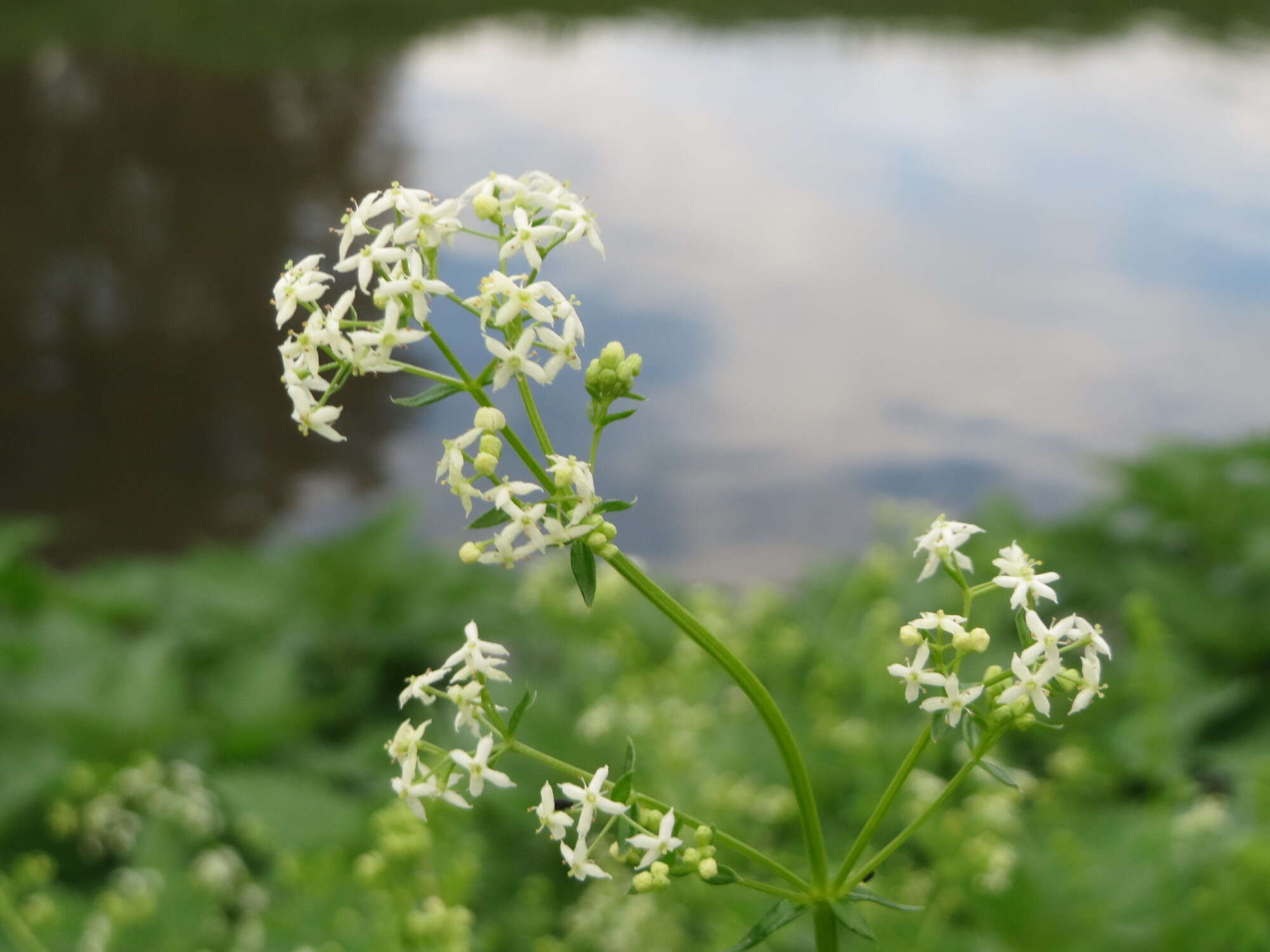 Image of White bedstraw