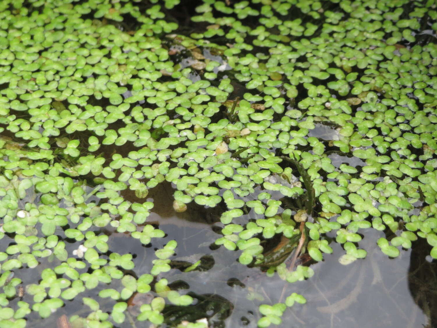 Image of Common Duckweed