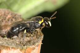 Image of Hylaeus amiculiformis (Cockerell 1909)