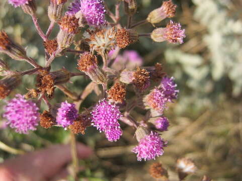 Image of Senecio purpureus L.