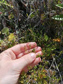 Image of Gonocarpus aggregatus (Buchanan) Orchard