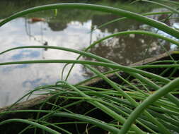 Image of wild chives