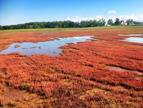 Imagem de Salicornia europaea L.