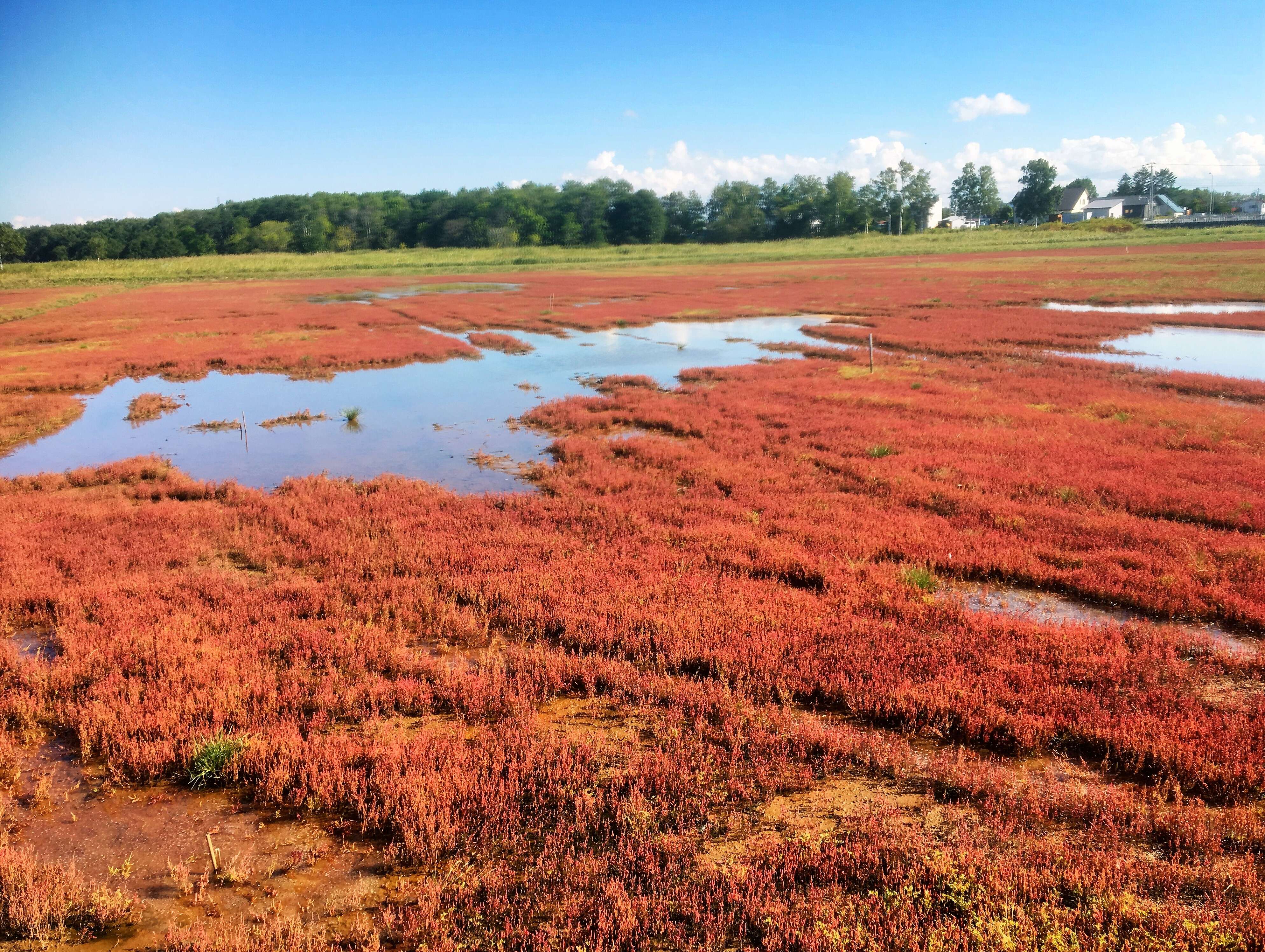 Image of glasswort