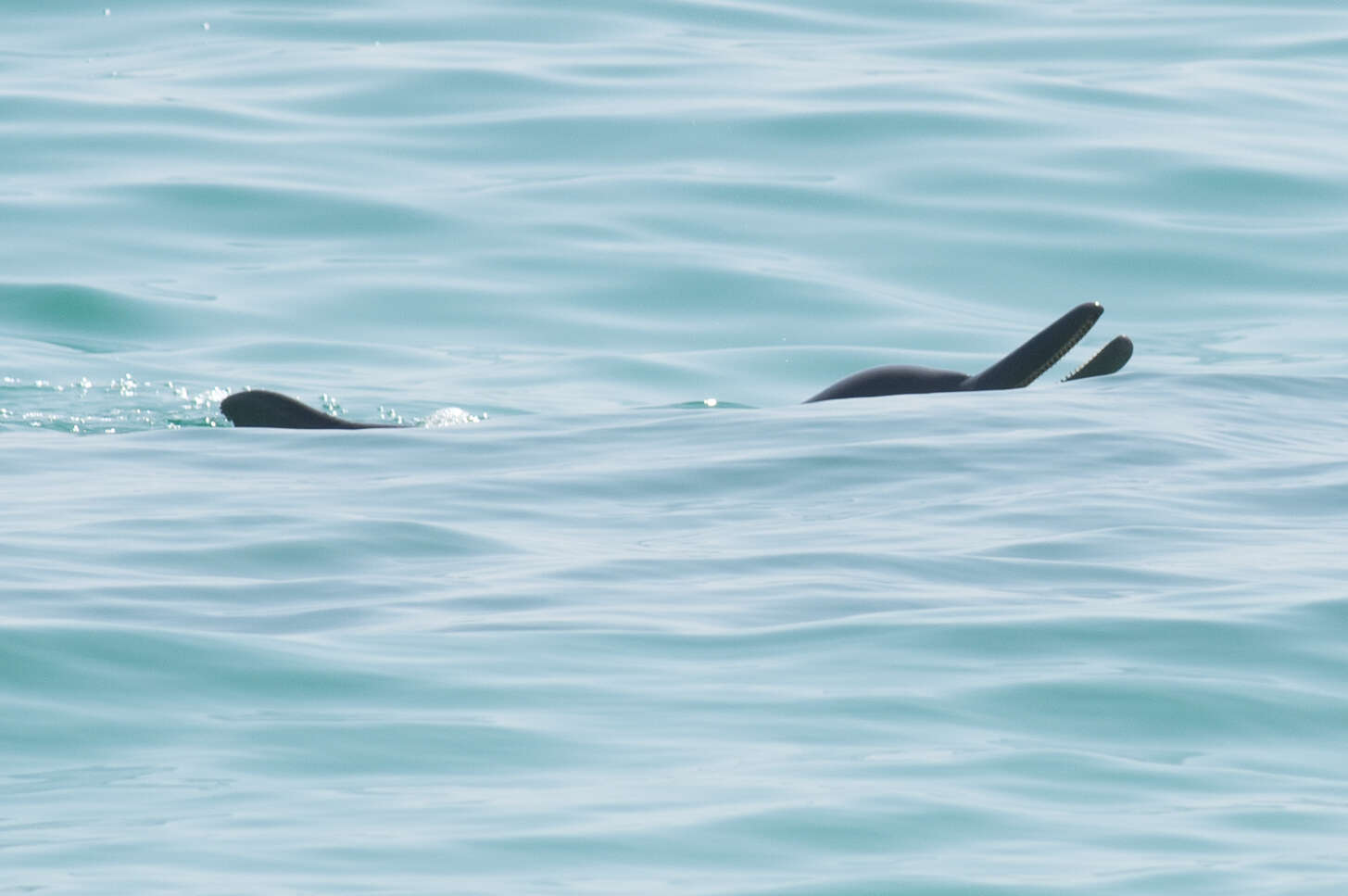 Image of Indian Humpback Dolphin