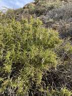 Image of Pelargonium spinosum Willd.