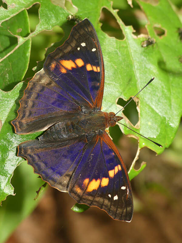 Imagem de Doxocopa agathina vacuna Godart 1823