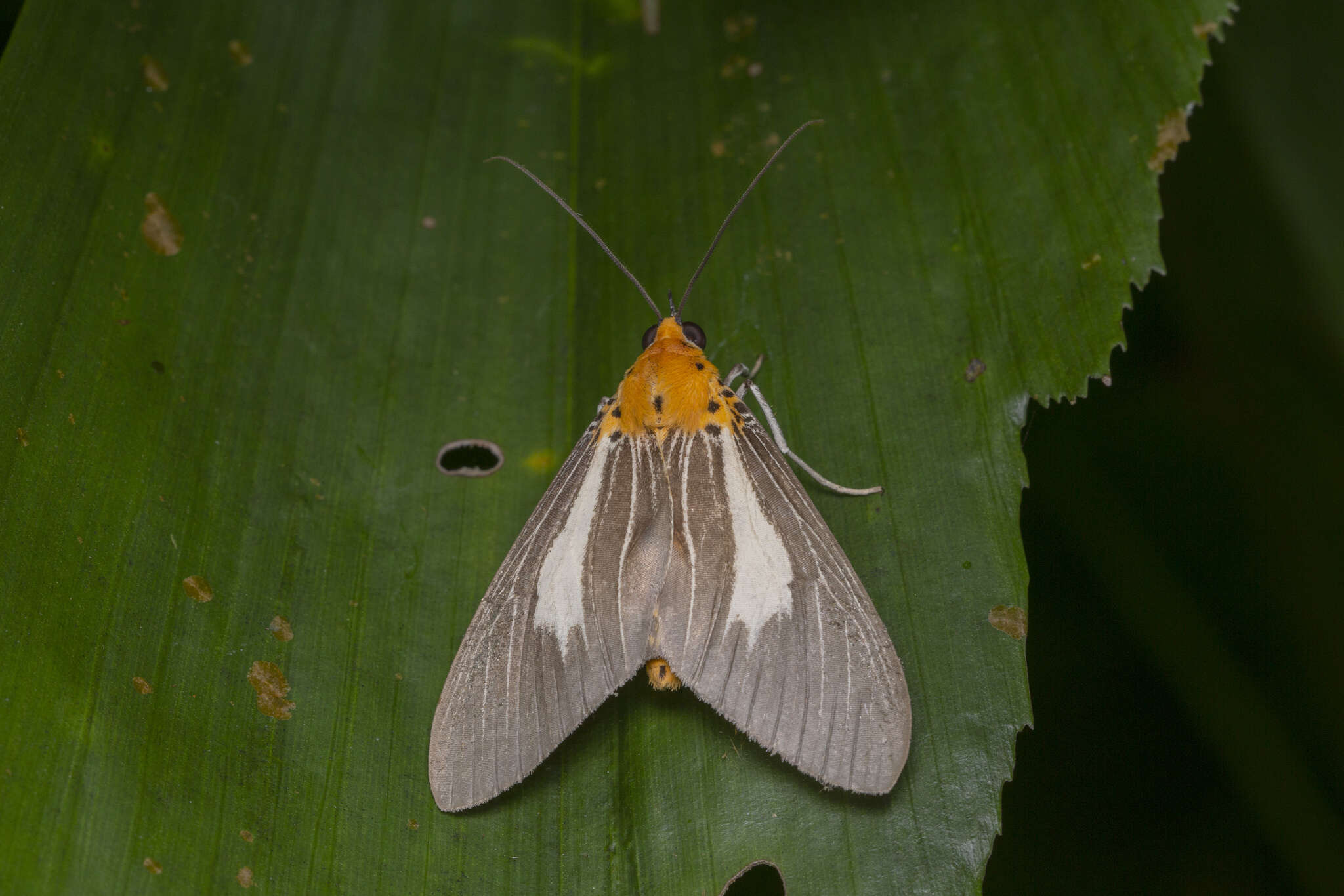 Image of Asota subsimilis Walker 1864