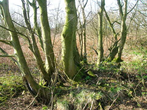 Image of sycamore maple