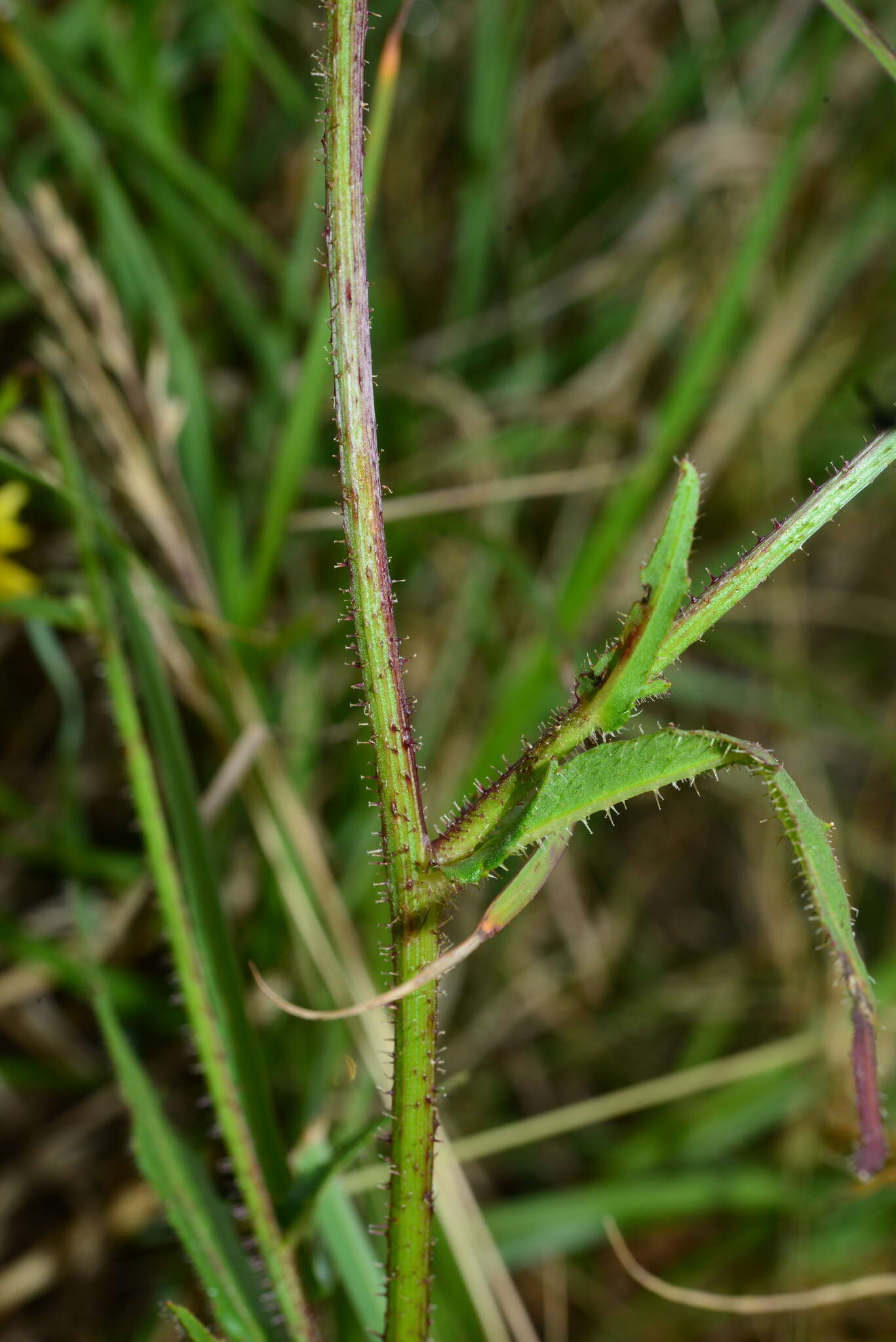 Image of Picris morrisonensis Hayata