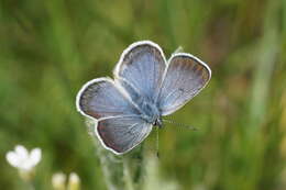 Image of Icaricia icarioides blackmorei