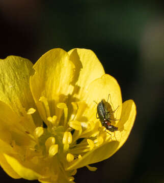 Слика од <i>Malachius mixtus</i>