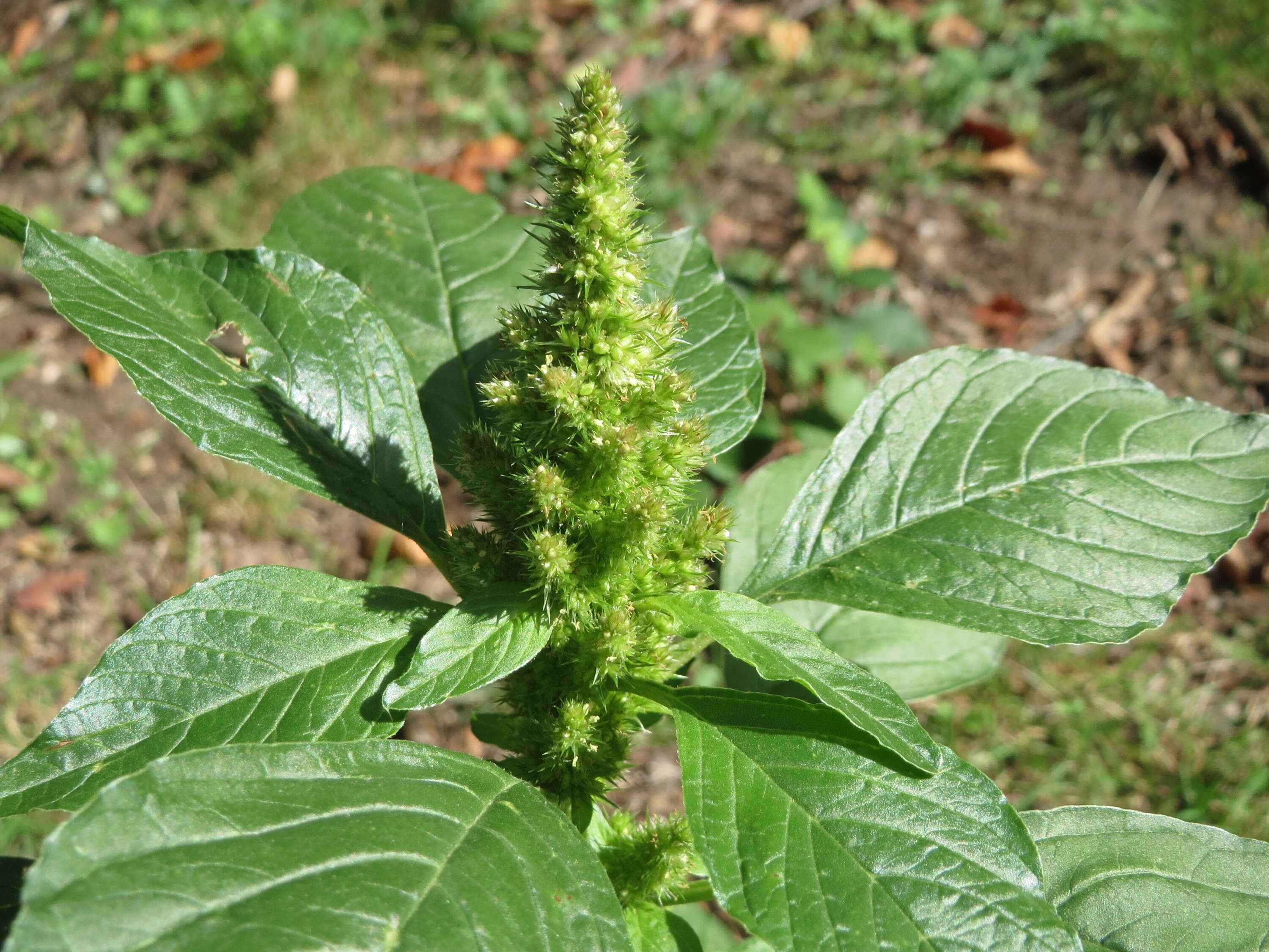 Image of redroot amaranth