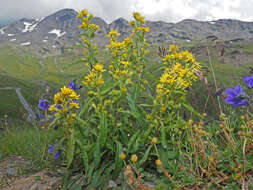 Imagem de Solidago virgaurea subsp. minuta (L.) Arcangeli