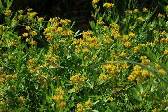 Image of Pearsonia cajanifolia (Harv.) Polhill