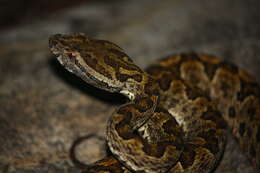 Image of Elegant pitviper