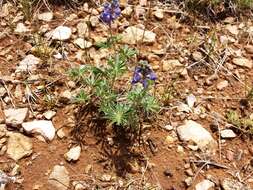 Plancia ëd Lupinus hillii Greene