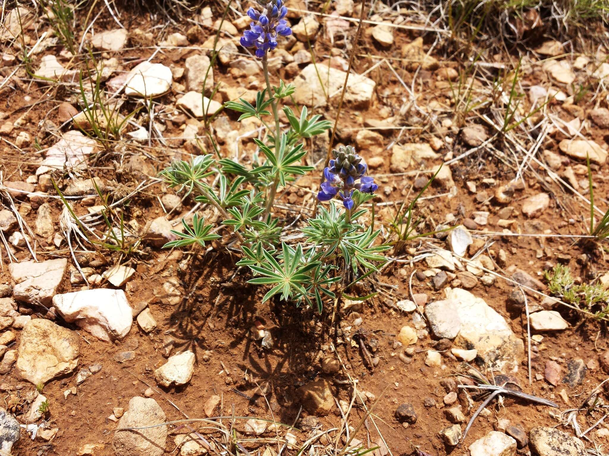 Plancia ëd Lupinus hillii Greene