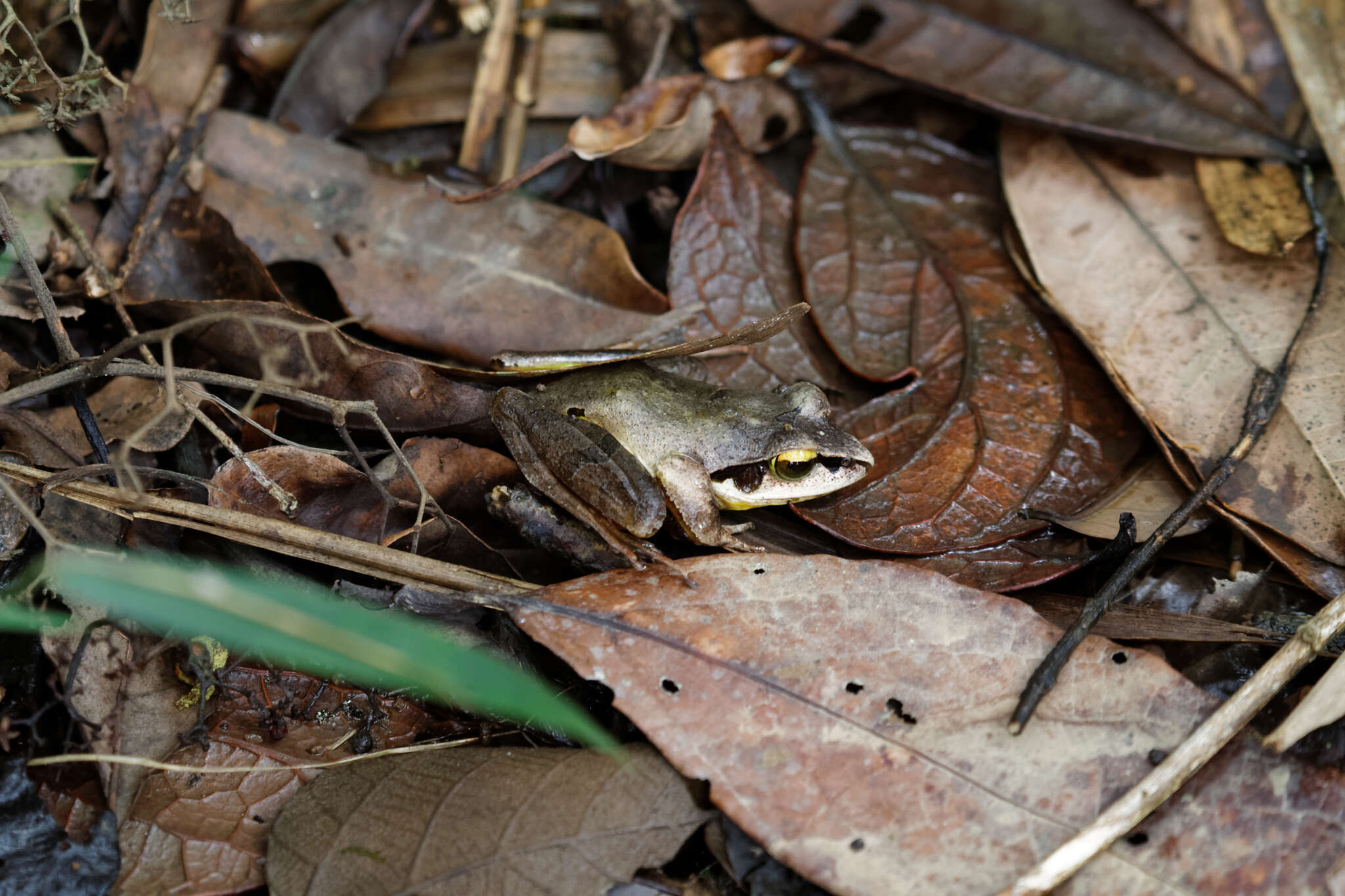 Imagem de Aglyptodactylus Boulenger 1918