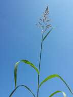 Image of Johnson grass