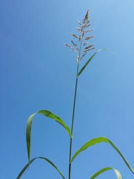 Image of Johnson grass