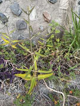 Image of devil's backbone