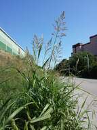 Image of Johnson grass