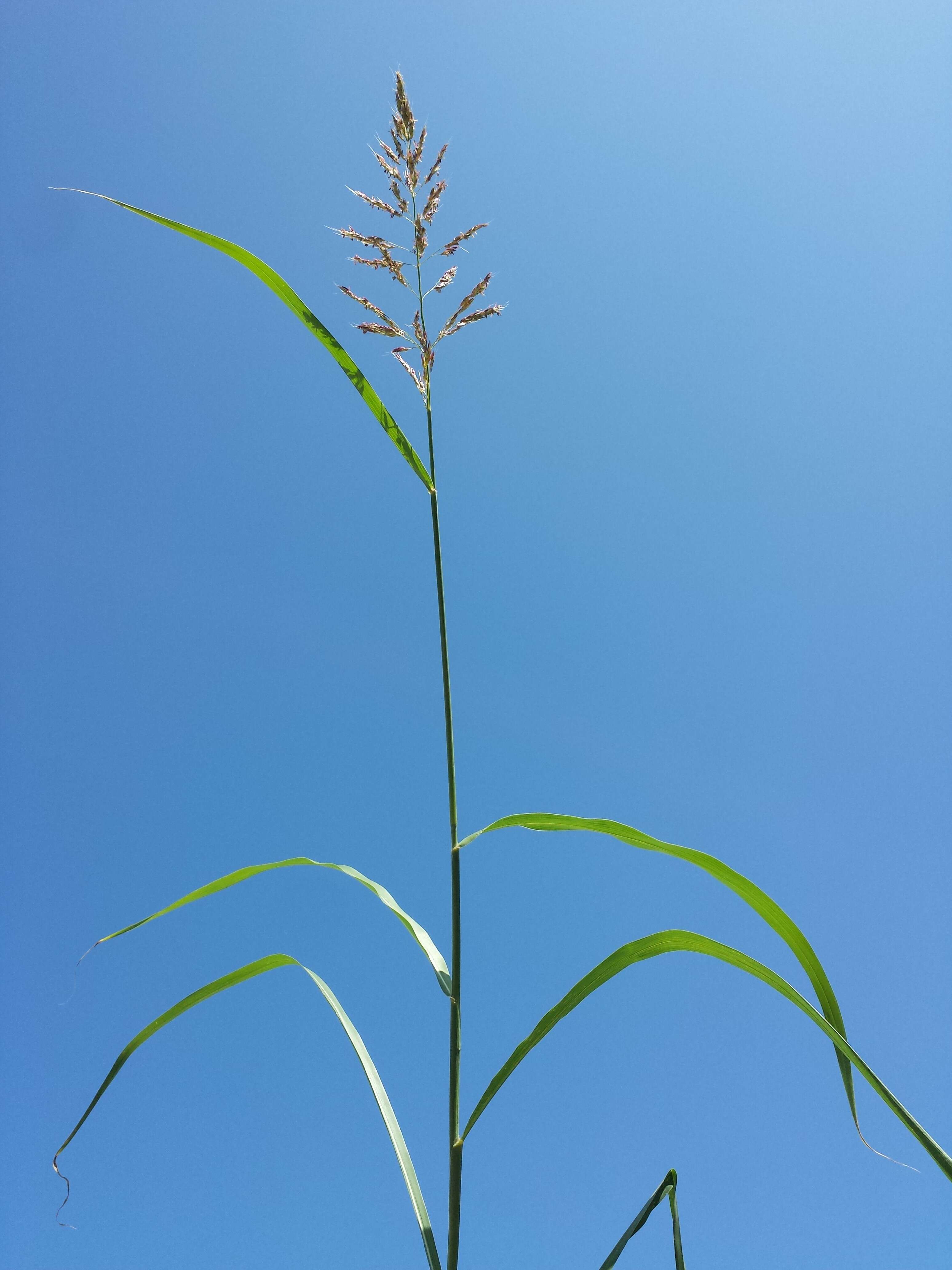 Image of Johnson grass