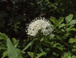 Image of Mountain Heliotrope