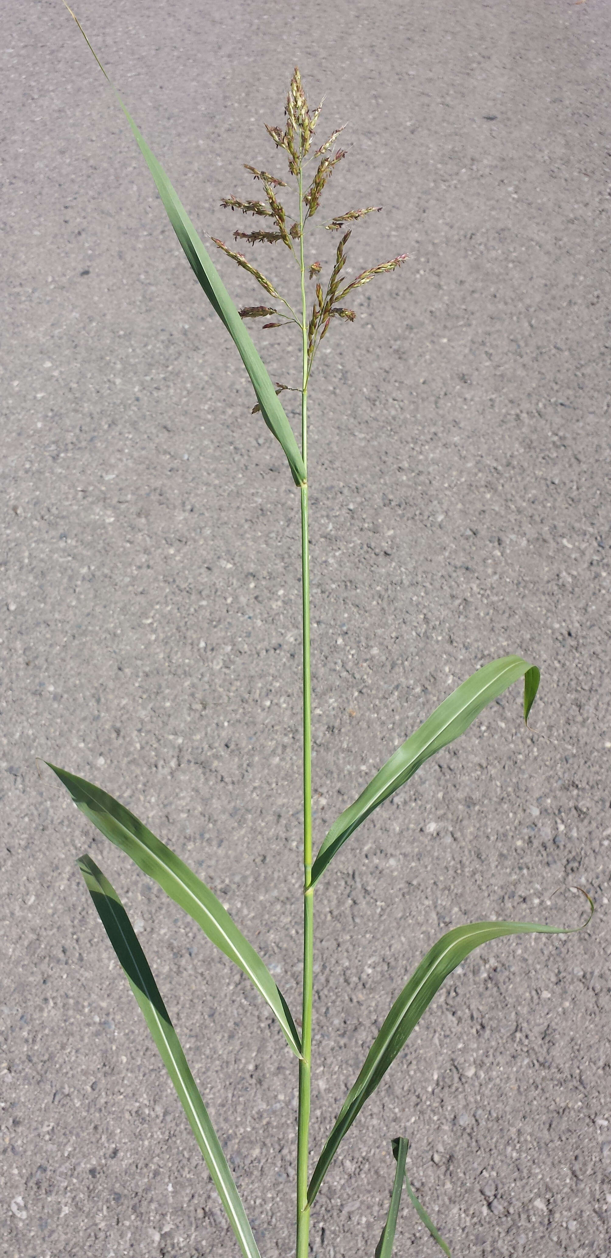 Image of Johnson grass