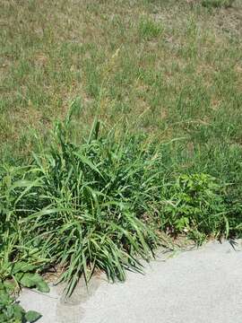 Image of Johnson grass