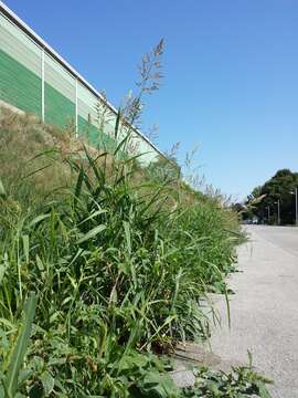 Image of Johnson grass