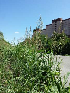 Image of Johnson grass