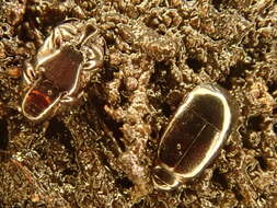 Image of Platylomalus complanatus (Panzer 1797)