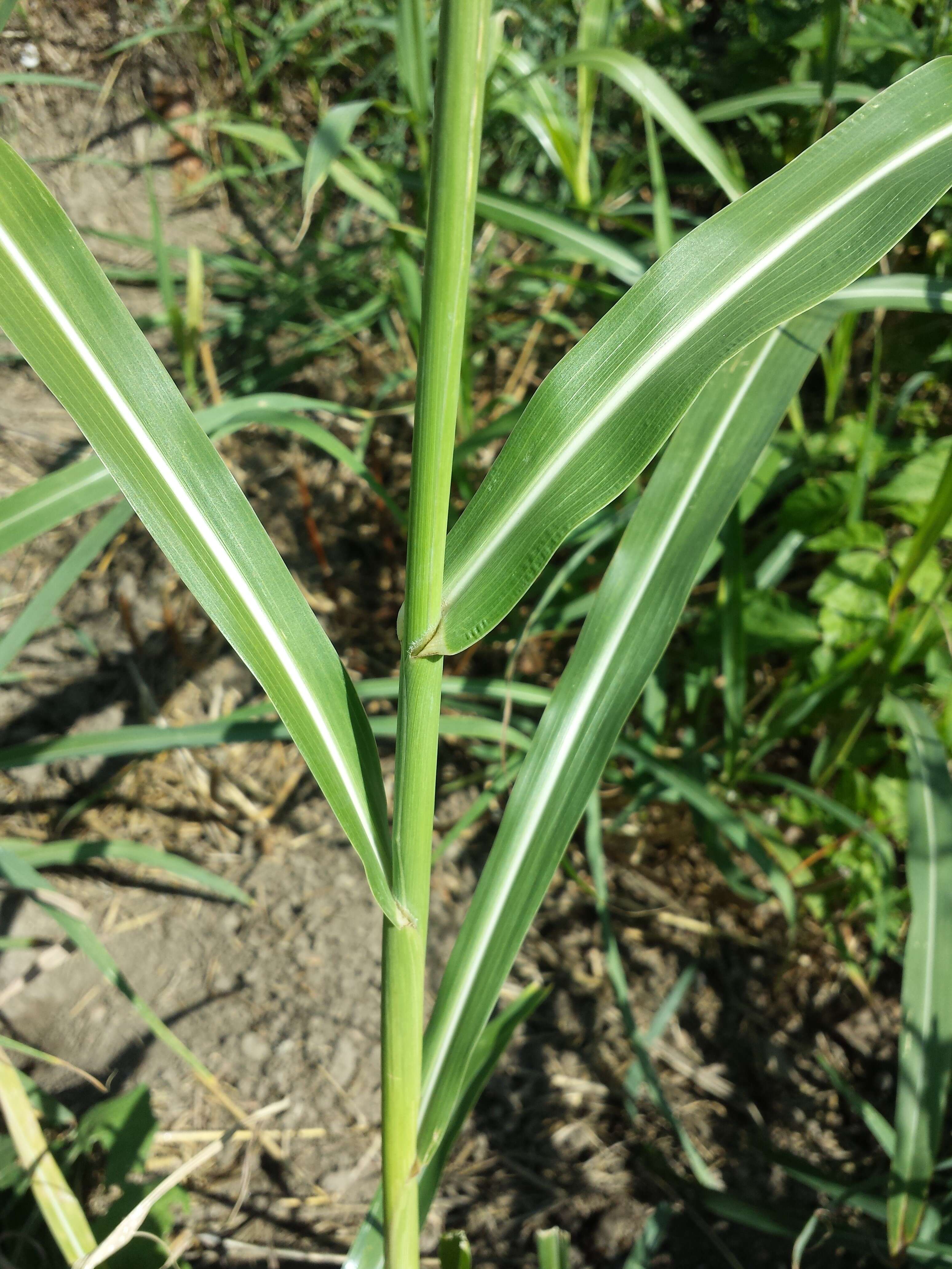 Image of Johnson grass