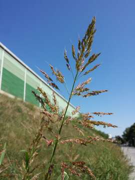 Image of Johnson grass