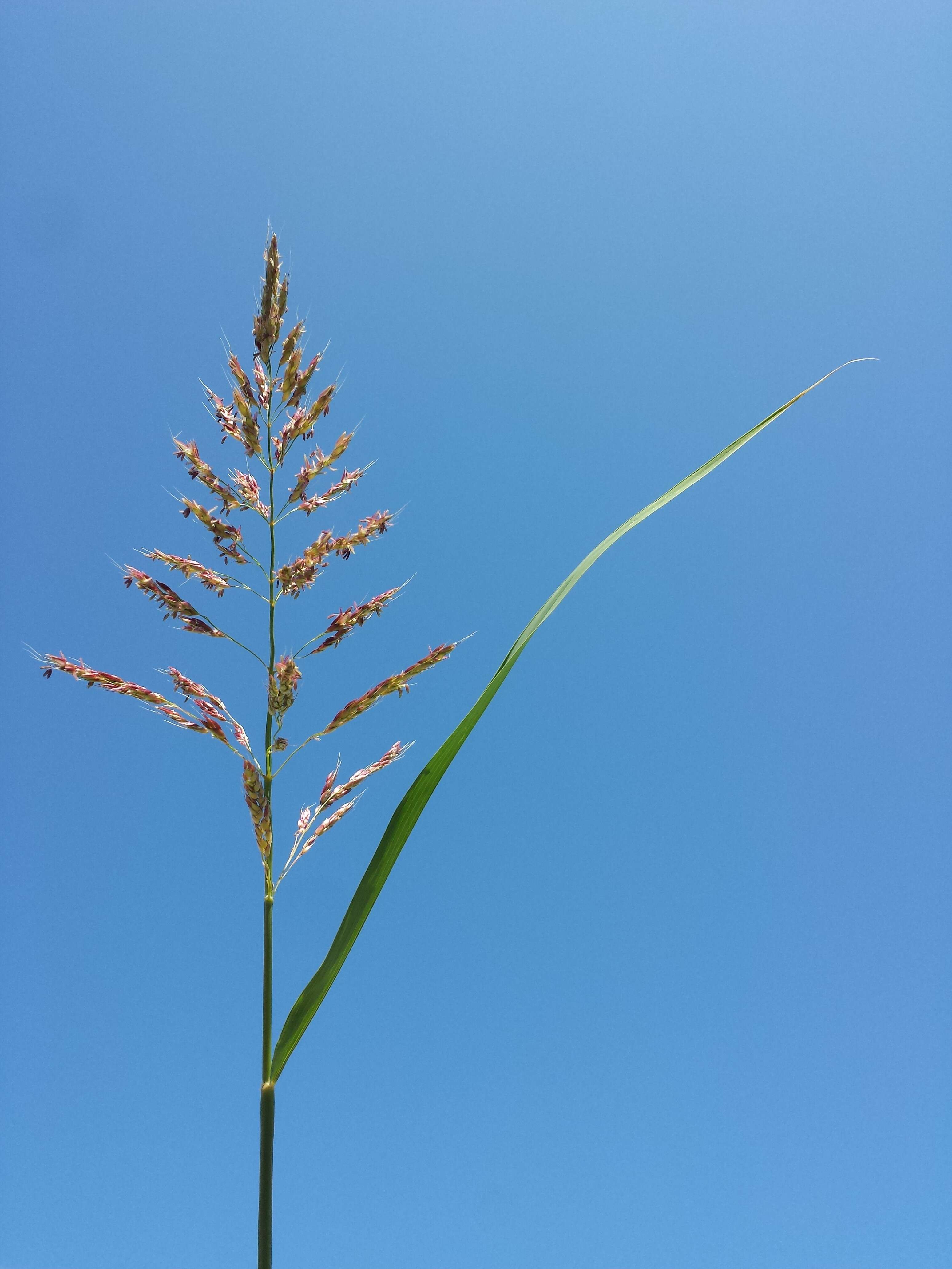 Image of Johnson grass