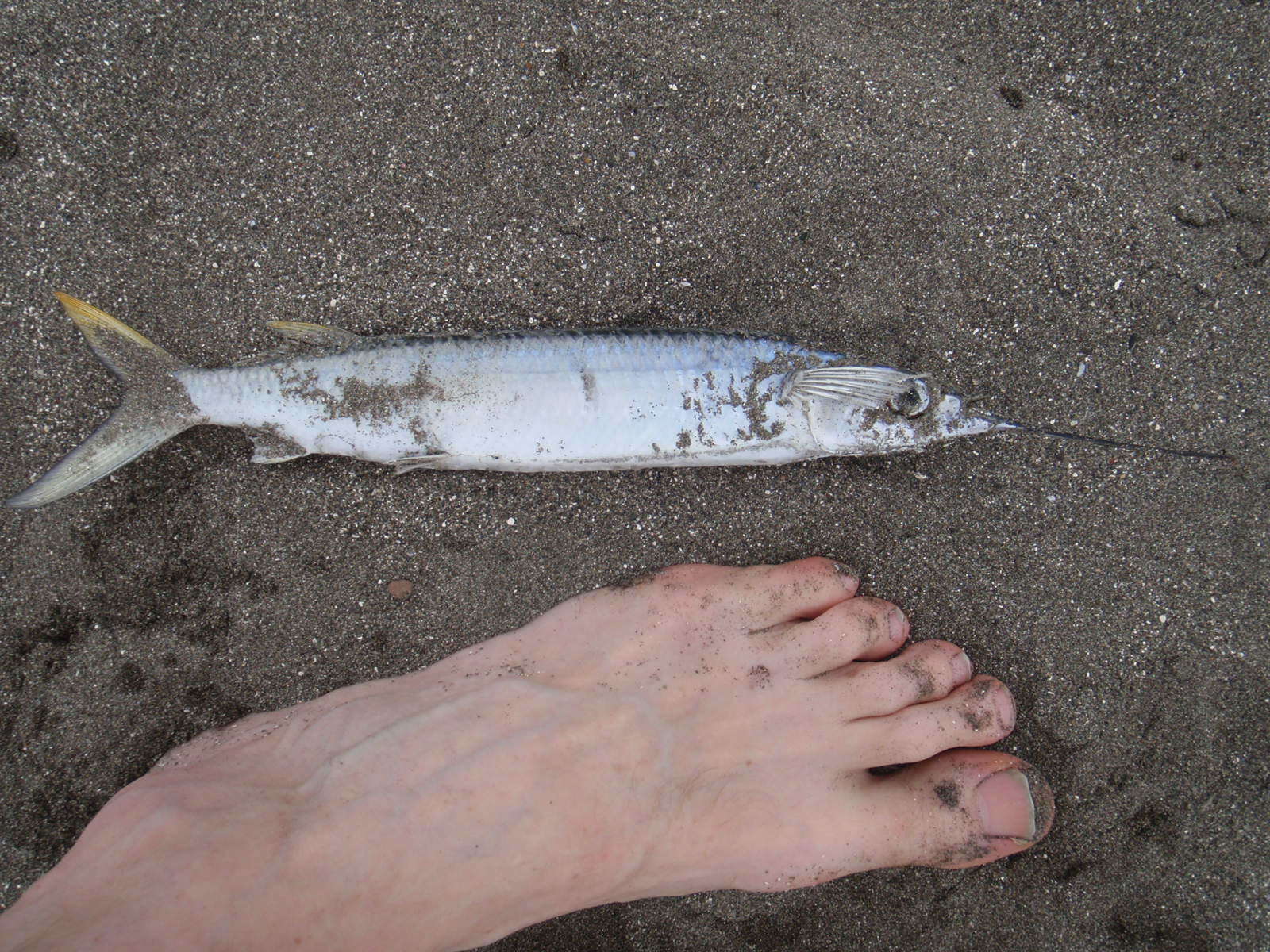 Image of Ballyhoo Halfbeak