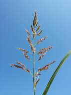 Image of Johnson grass