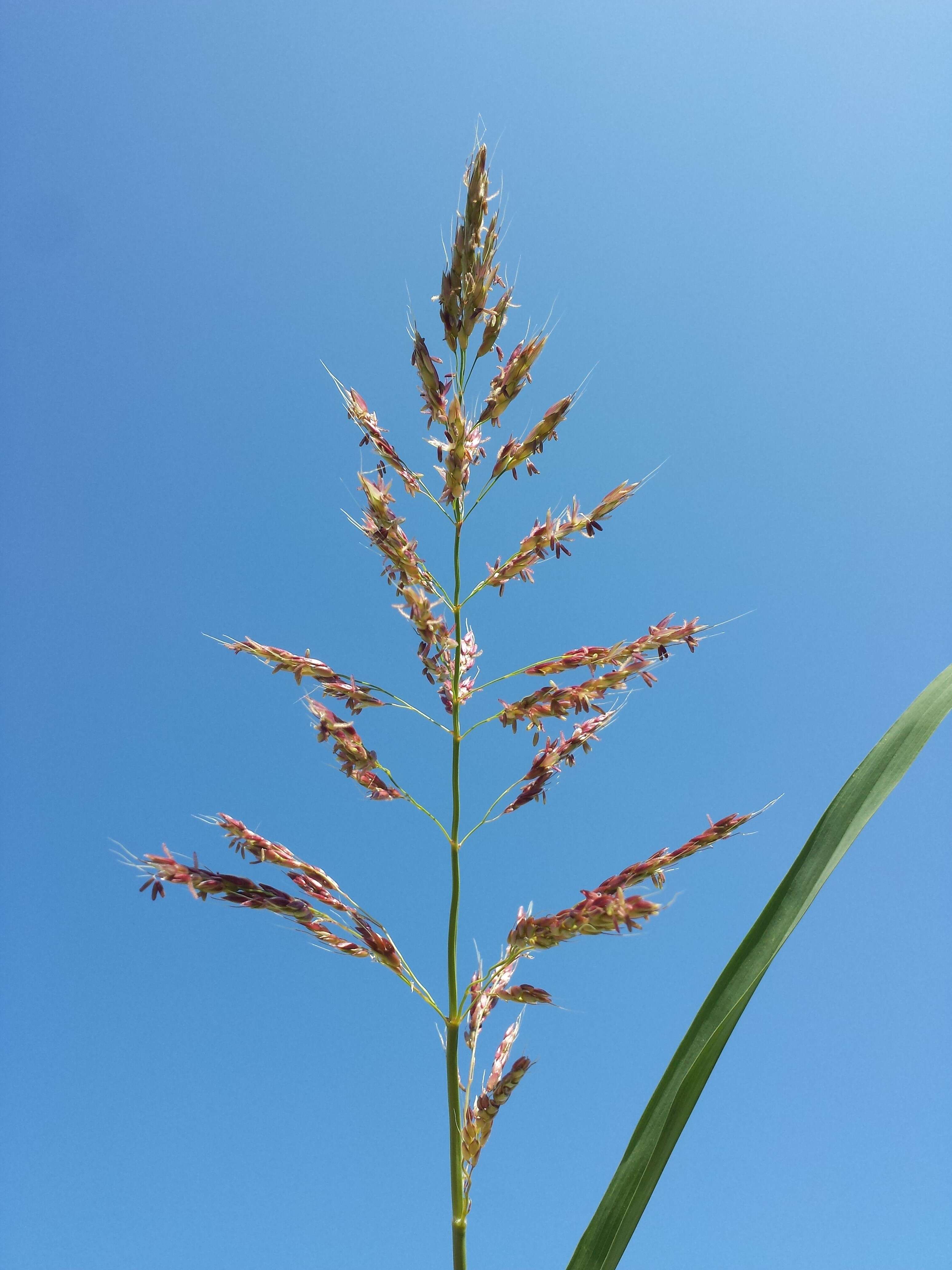 Image of Johnson grass