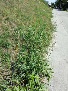 Image of Johnson grass