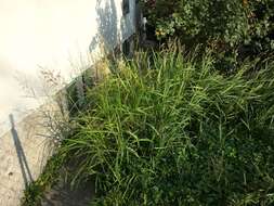 Image of Johnson grass