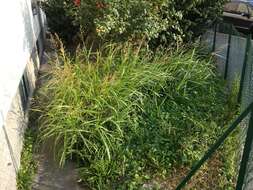 Image of Johnson grass